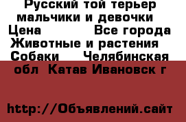 Русский той-терьер мальчики и девочки › Цена ­ 8 000 - Все города Животные и растения » Собаки   . Челябинская обл.,Катав-Ивановск г.